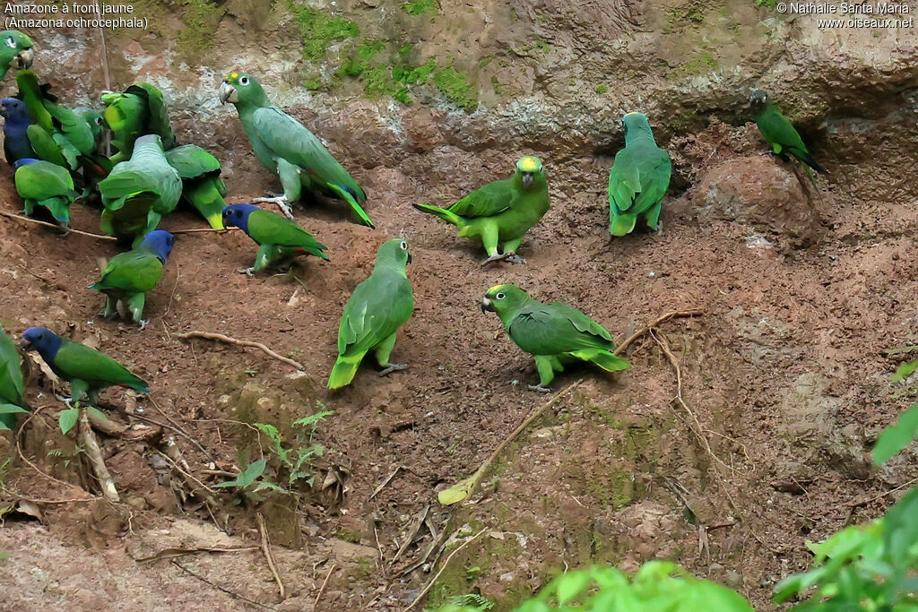 Amazone à front jaune, habitat, régime, mange