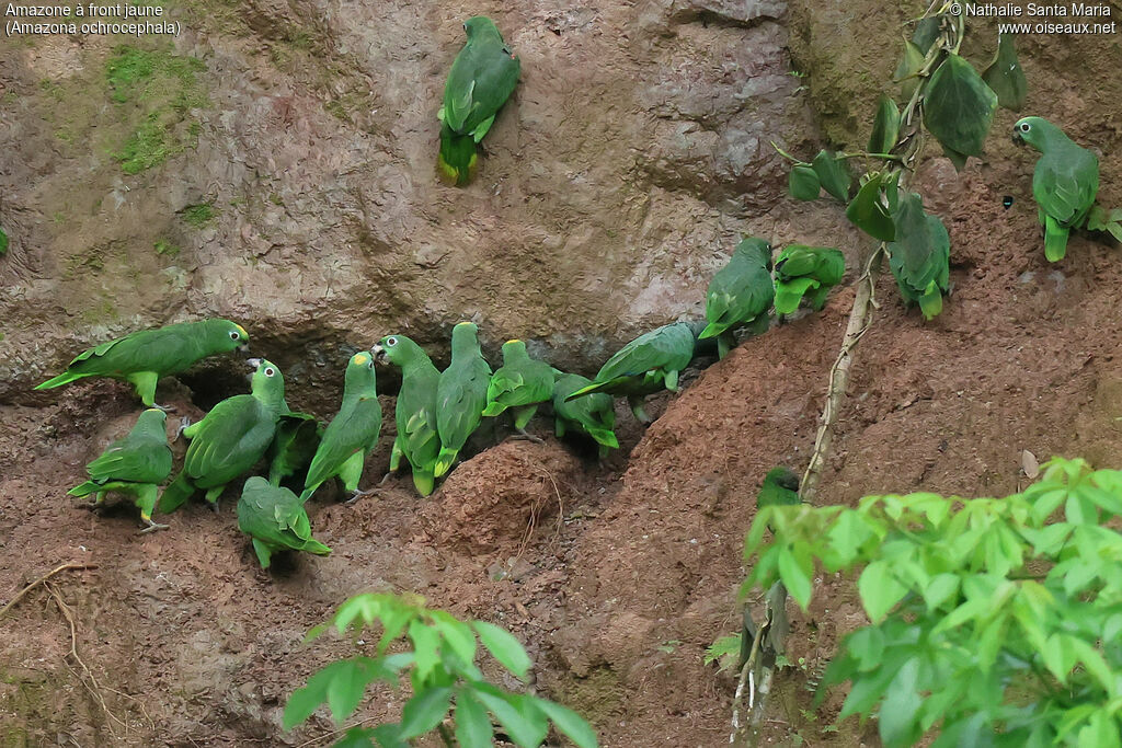 Amazone à front jaune