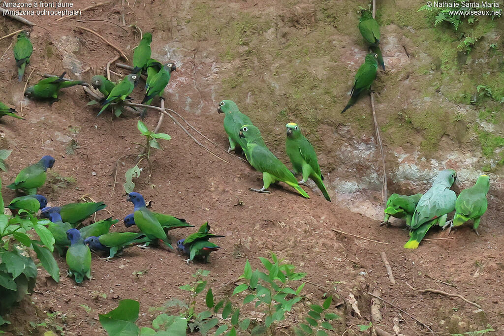 Amazone à front jaune, habitat