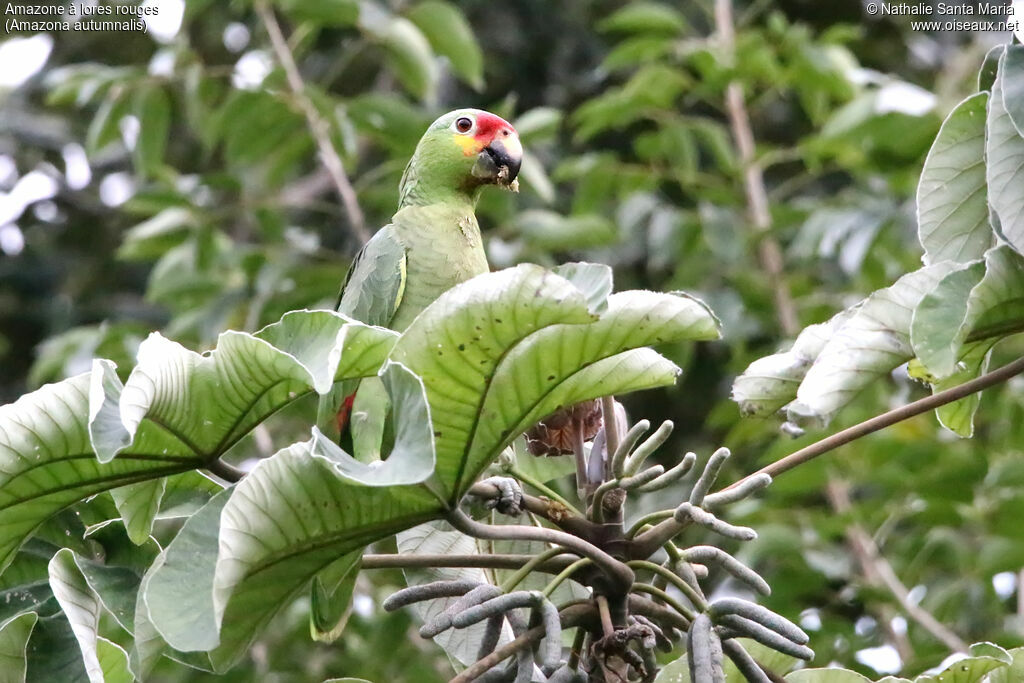 Red-lored Amazonadult, identification, eats