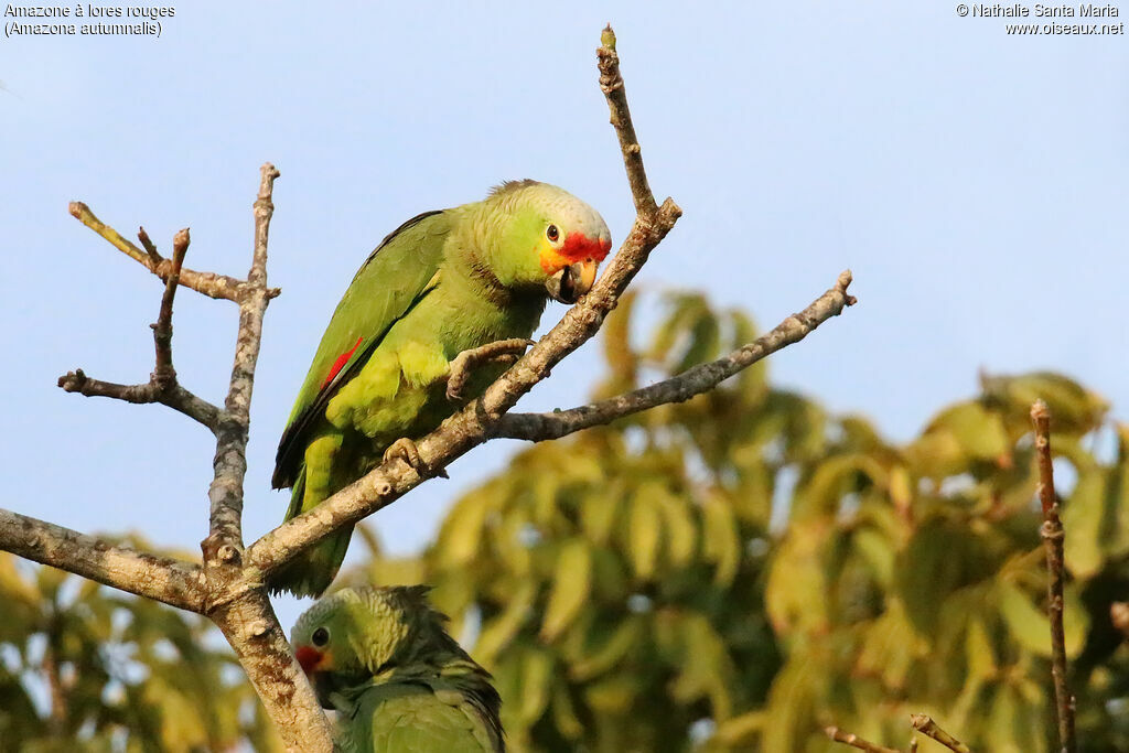 Red-lored Amazonadult, identification, Behaviour