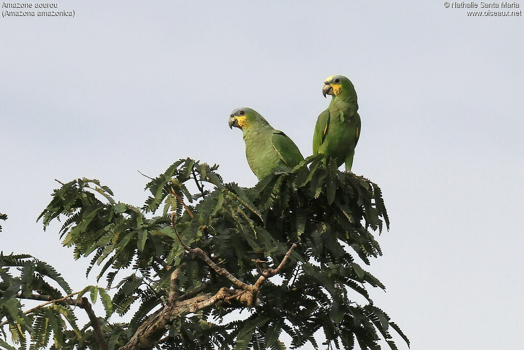 Amazone aourouadulte, habitat