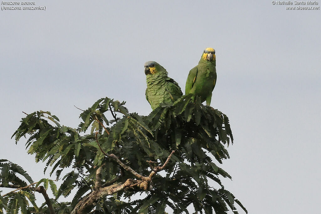 Amazone aourouadulte, habitat