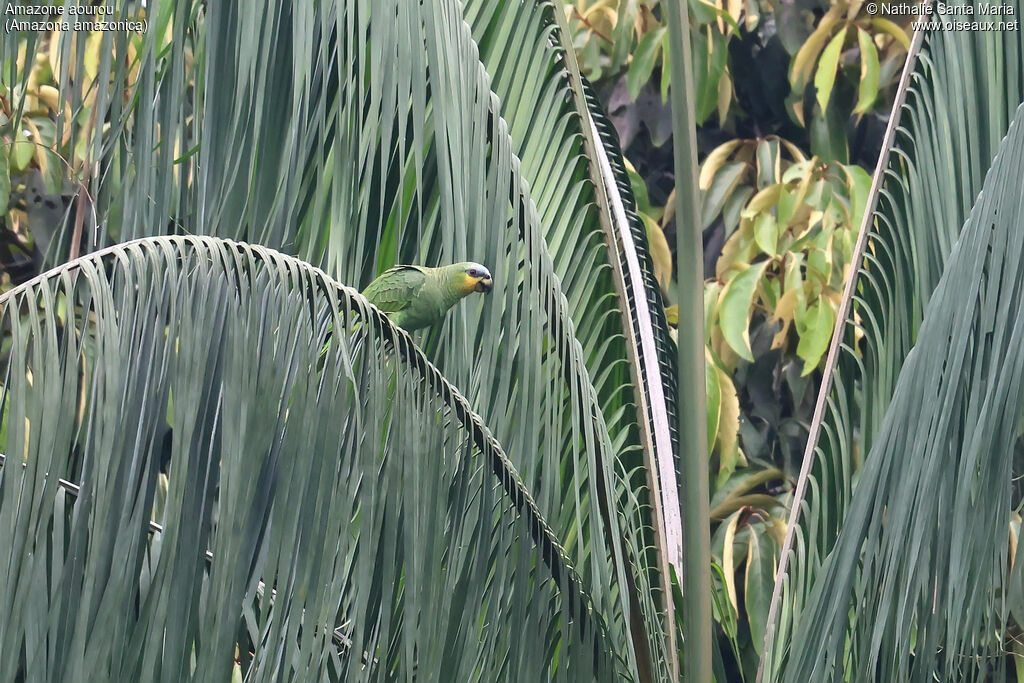 Amazone aourouadulte, habitat