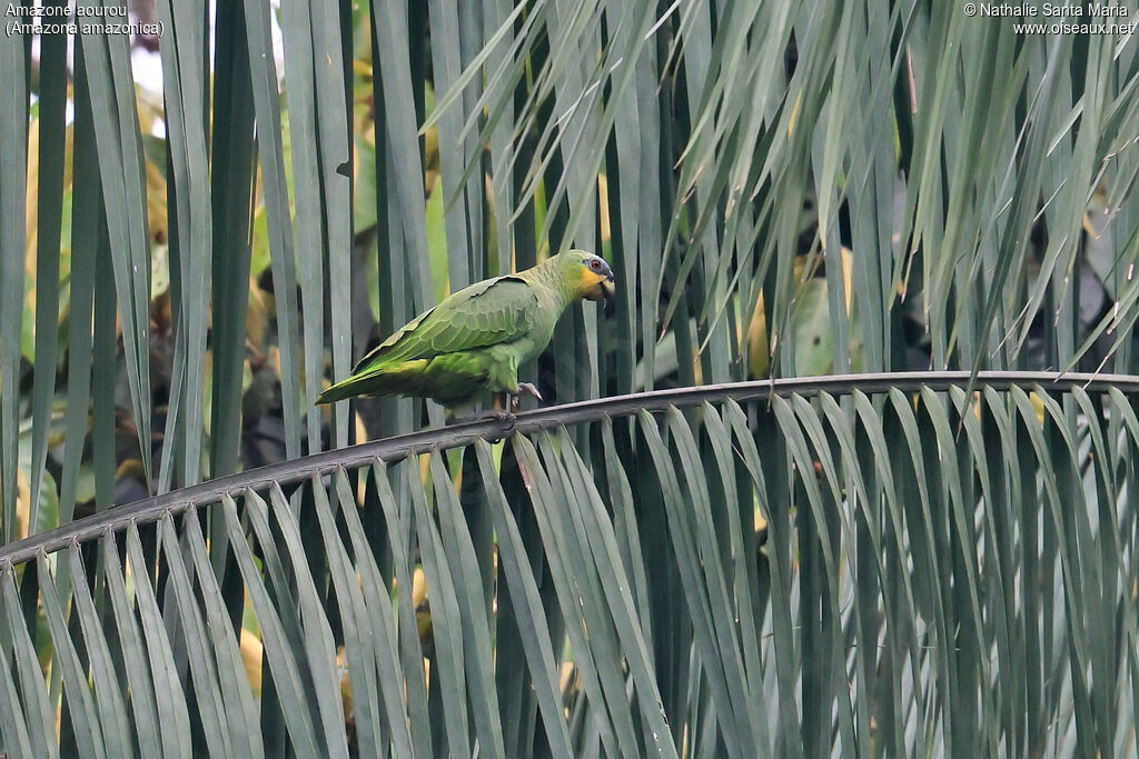 Amazone aourouadulte, identification, marche