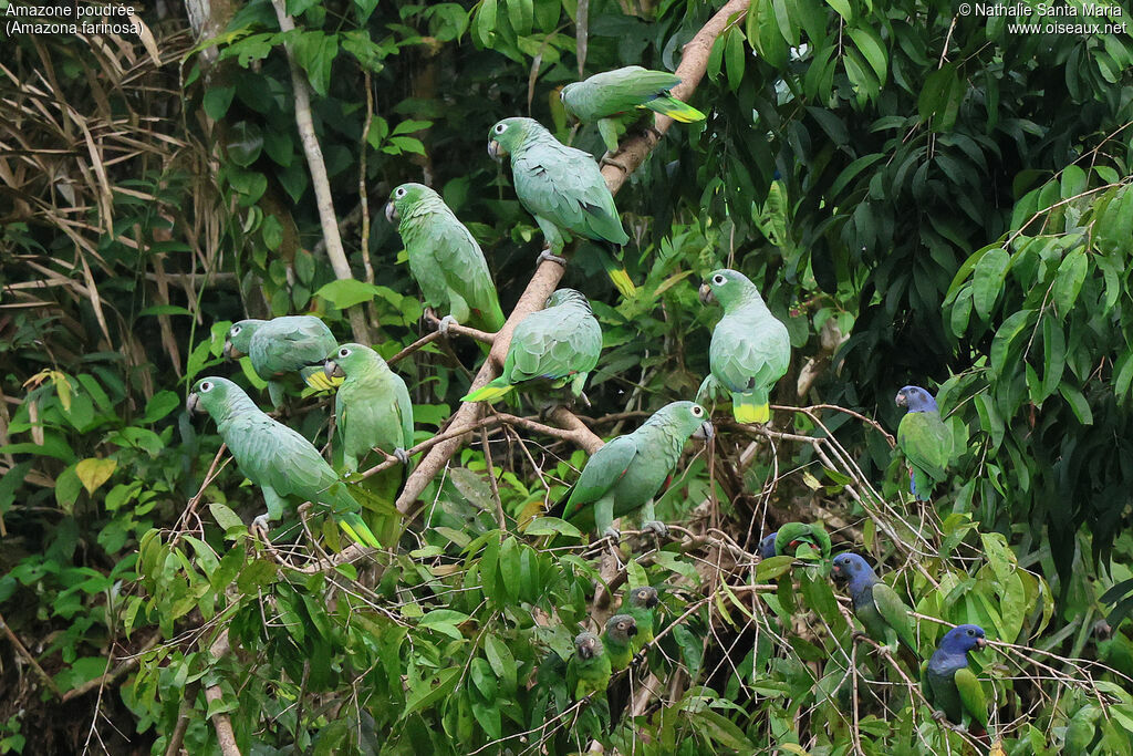 Amazone poudrée, habitat