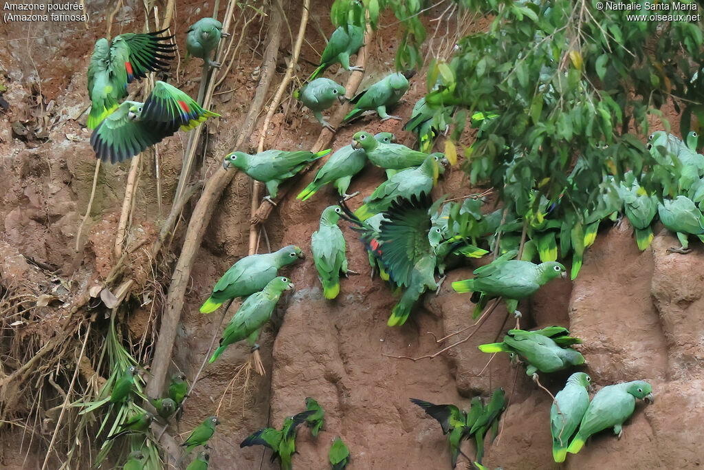 Amazone poudrée, habitat, régime, mange