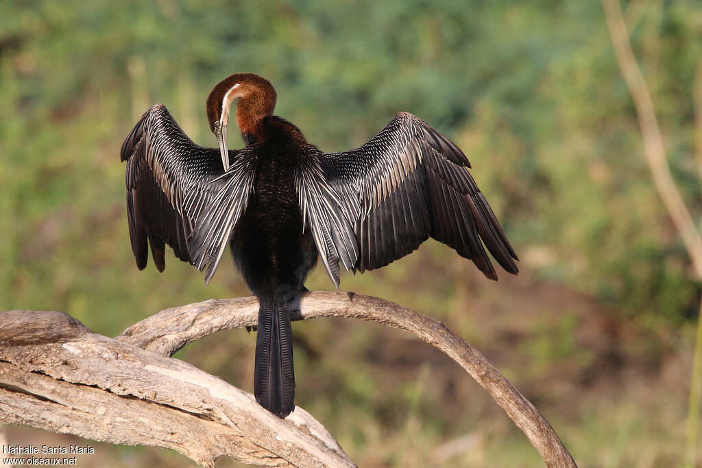 African Darter male adult, identification, care, pigmentation