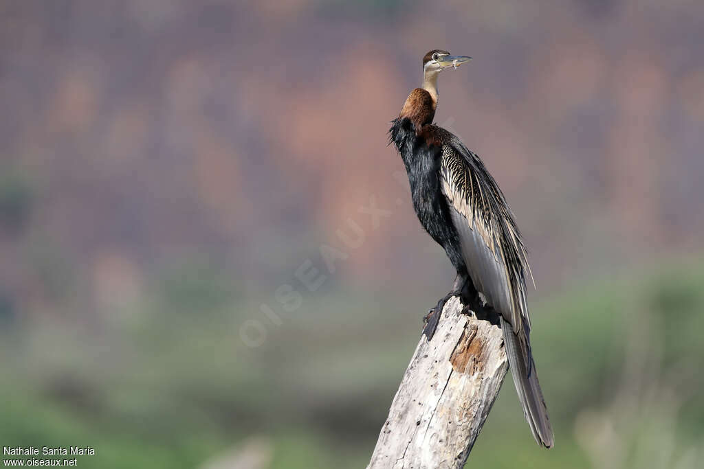African Darter male adult, identification