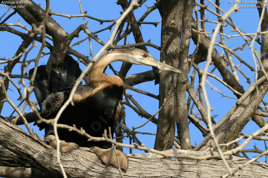 African Darter female adult, identification