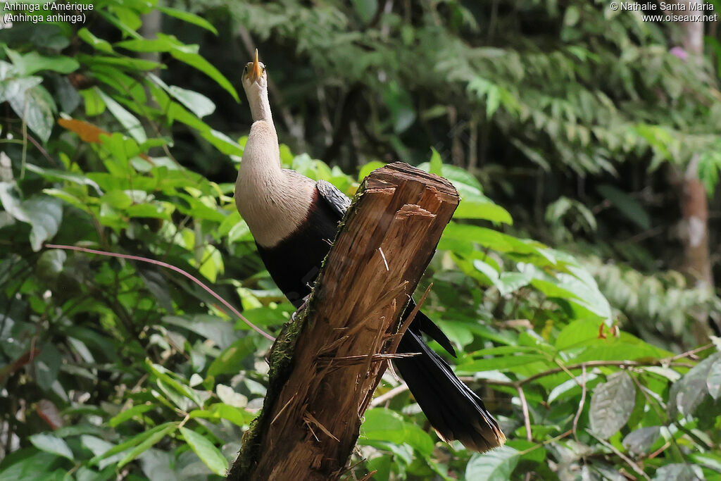 Anhinga d'Amériqueadulte, identification