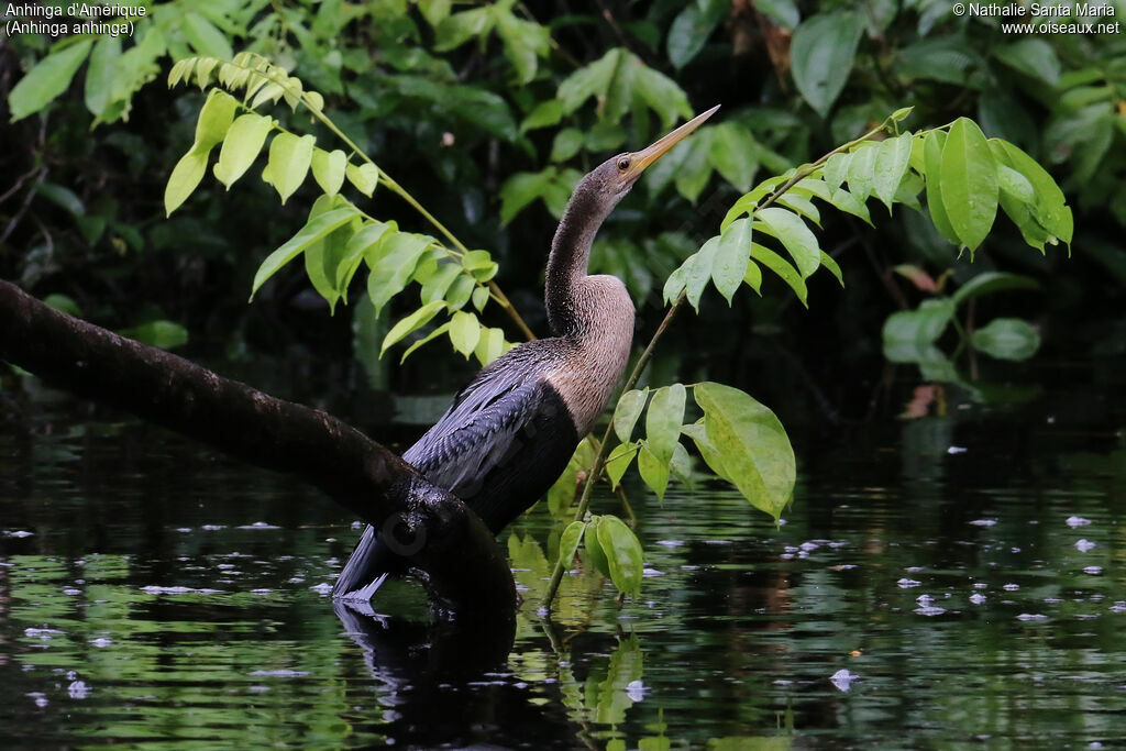 Anhinga d'Amériqueadulte, identification