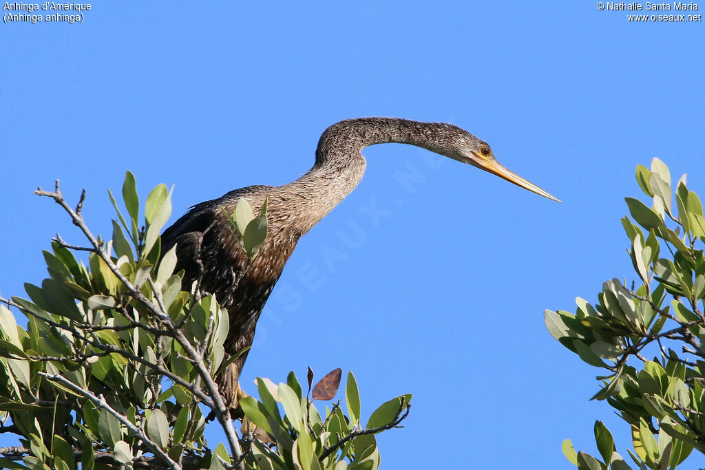 Anhinga d'Amériqueimmature, identification