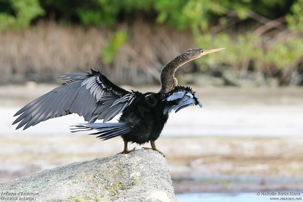 Anhinga female adult breeding, identification, aspect