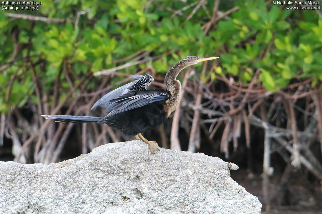 Anhinga female adult breeding, identification
