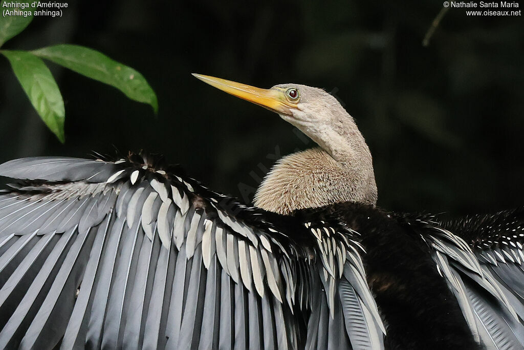 Anhinga d'Amériqueadulte, portrait