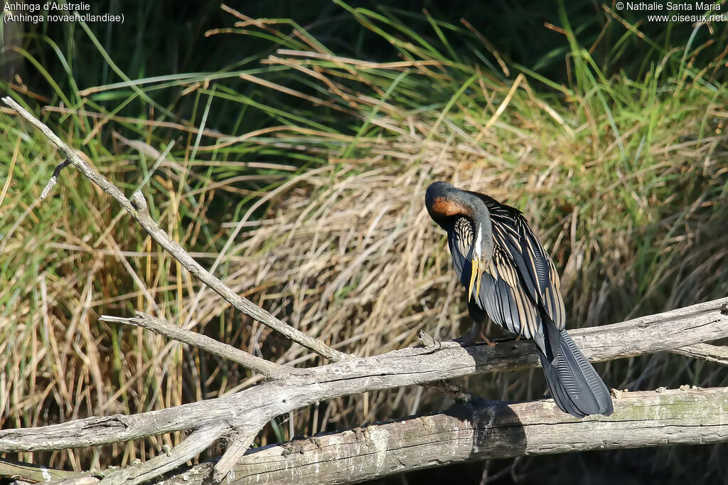 Anhinga d'Australie mâle adulte, identification, soins