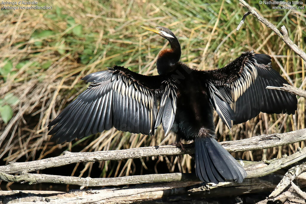 Anhinga d'Australie mâle adulte, identification, composition