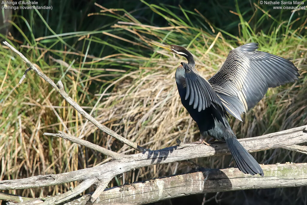 Anhinga d'Australie mâle adulte, identification, composition