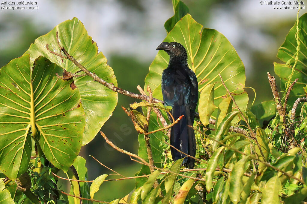 Ani des palétuviersadulte, identification, pigmentation