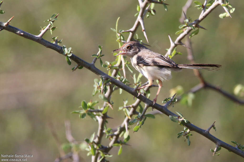 Apalis à front rouxadulte, identification, chant