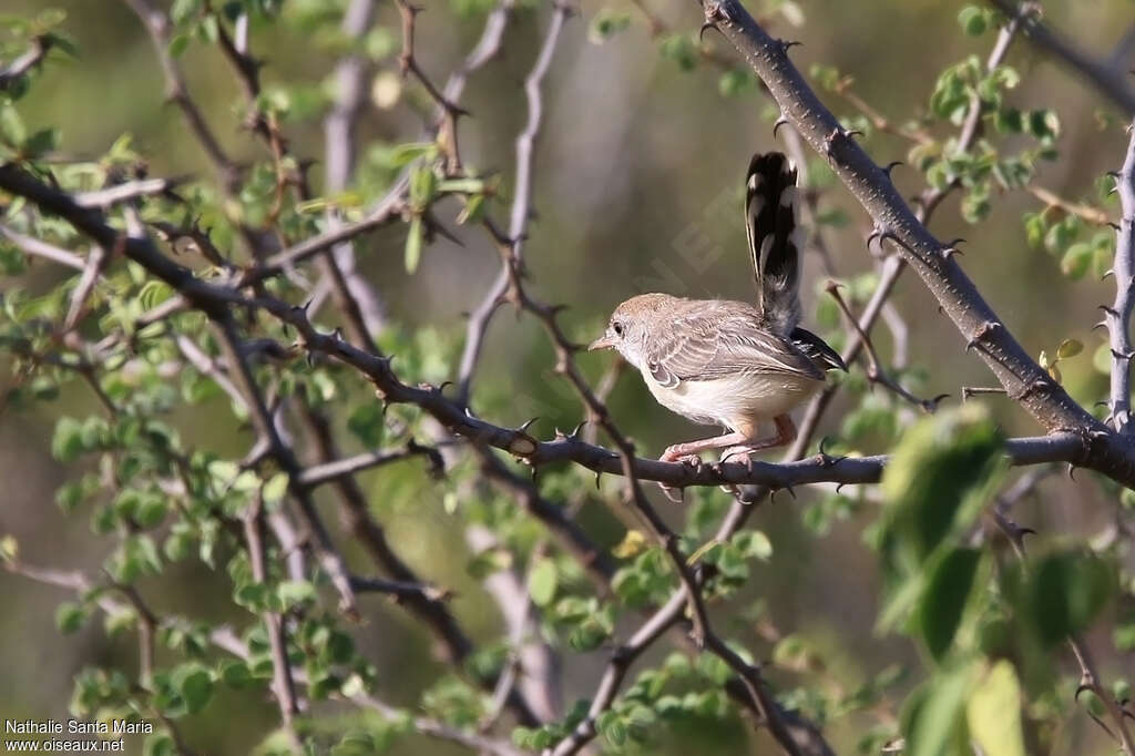 Red-fronted Priniaadult, habitat, Behaviour