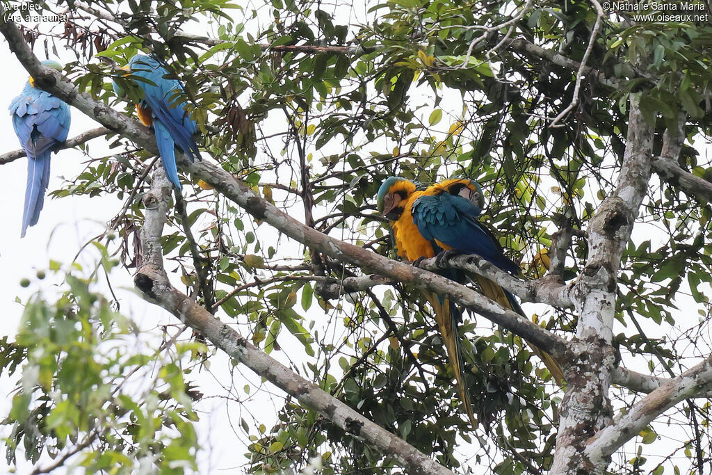 Ara bleu, habitat, soins