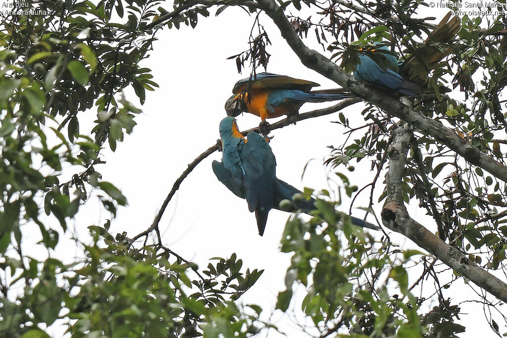 Ara bleuadulte, habitat, Comportement