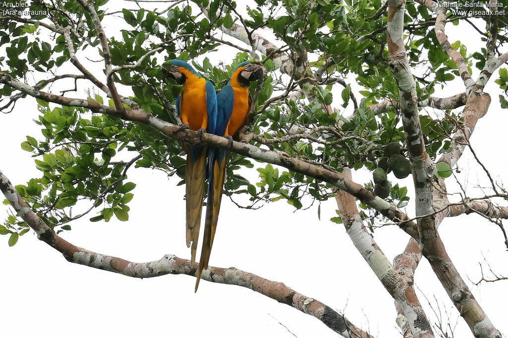Ara bleuadulte, habitat