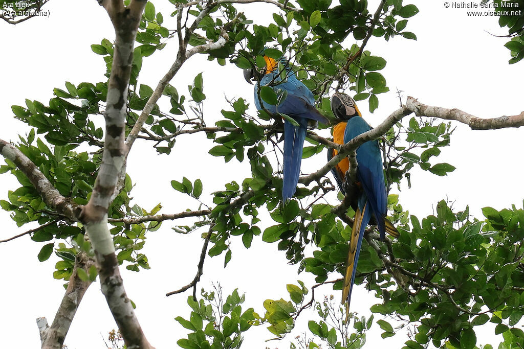 Ara bleuadulte, identification
