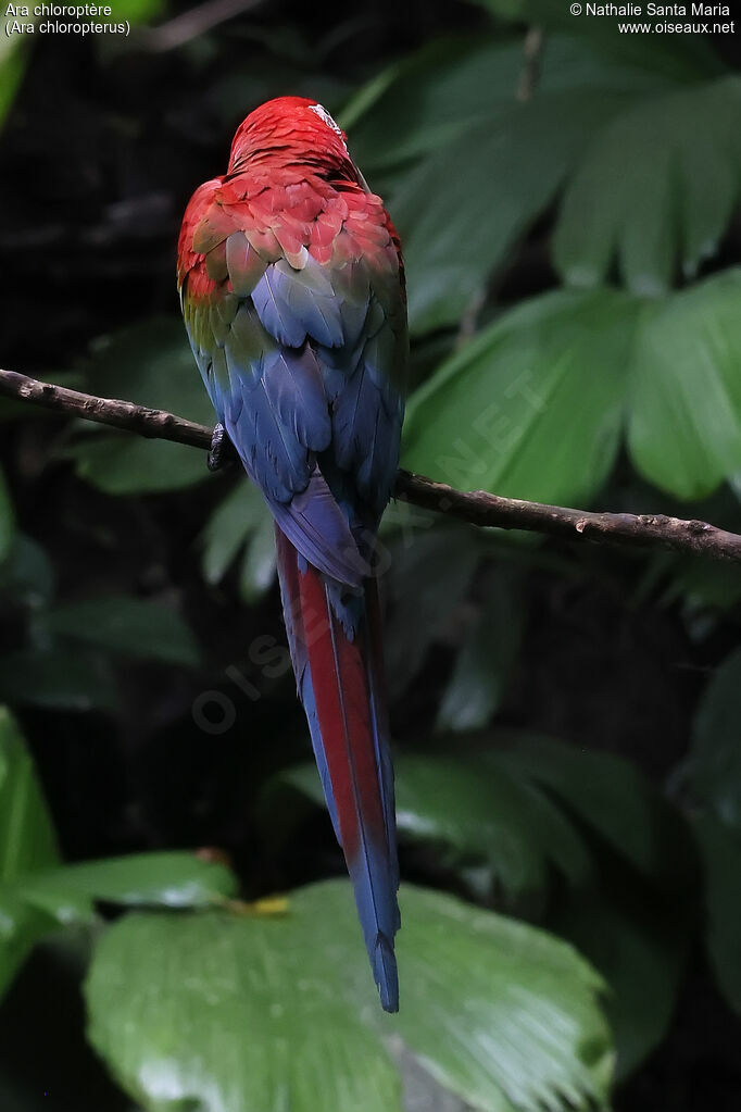 Red-and-green Macawadult, identification