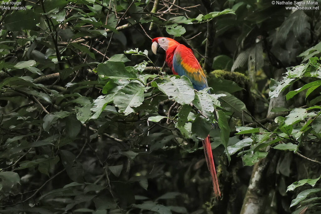 Scarlet Macaw