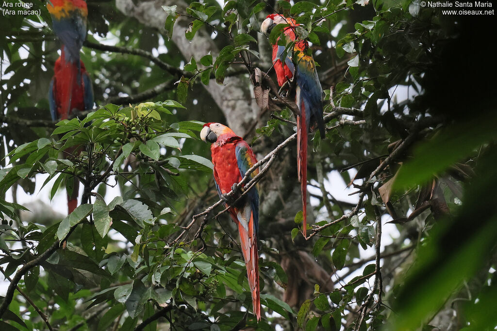 Scarlet Macaw