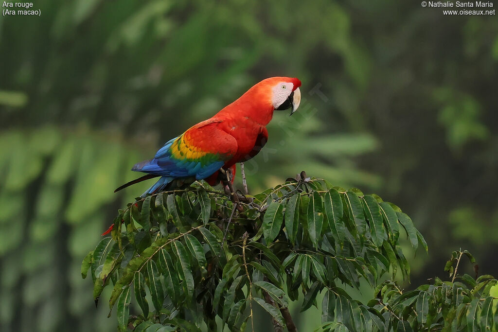 Scarlet Macaw