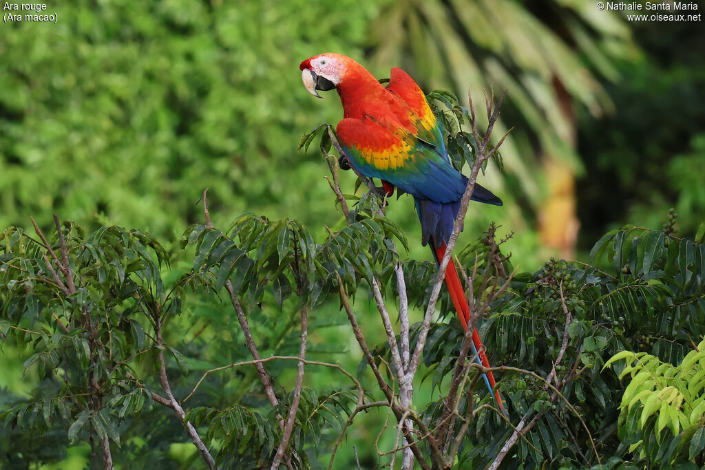 Scarlet Macaw