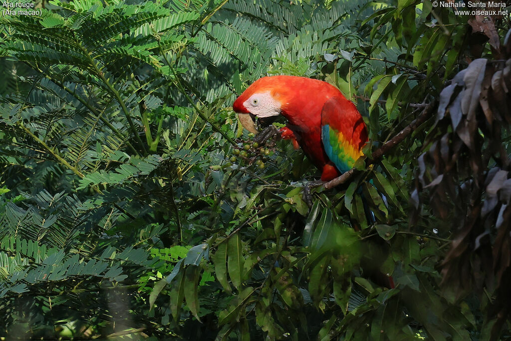 Ara rougeadulte, identification, régime, mange