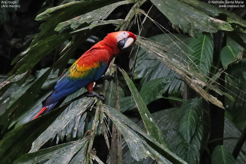 Scarlet Macaw