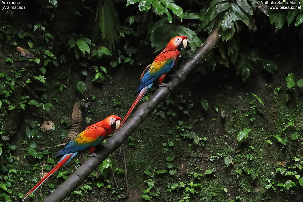 Scarlet Macaw