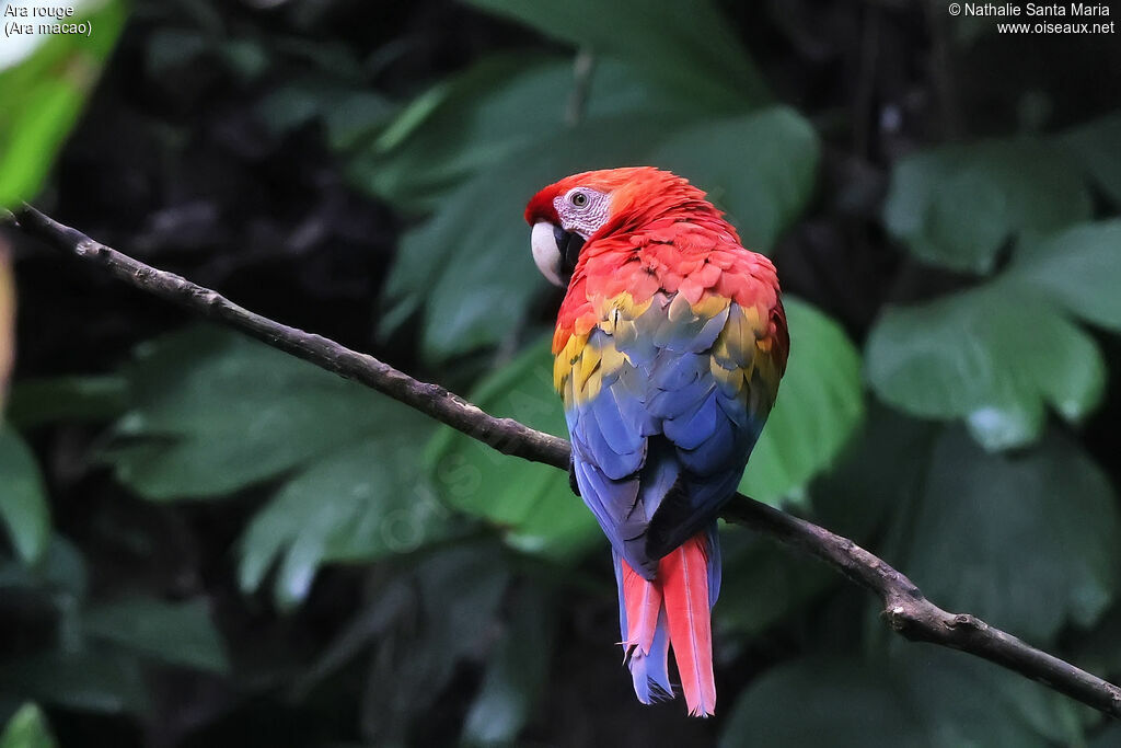Scarlet Macaw