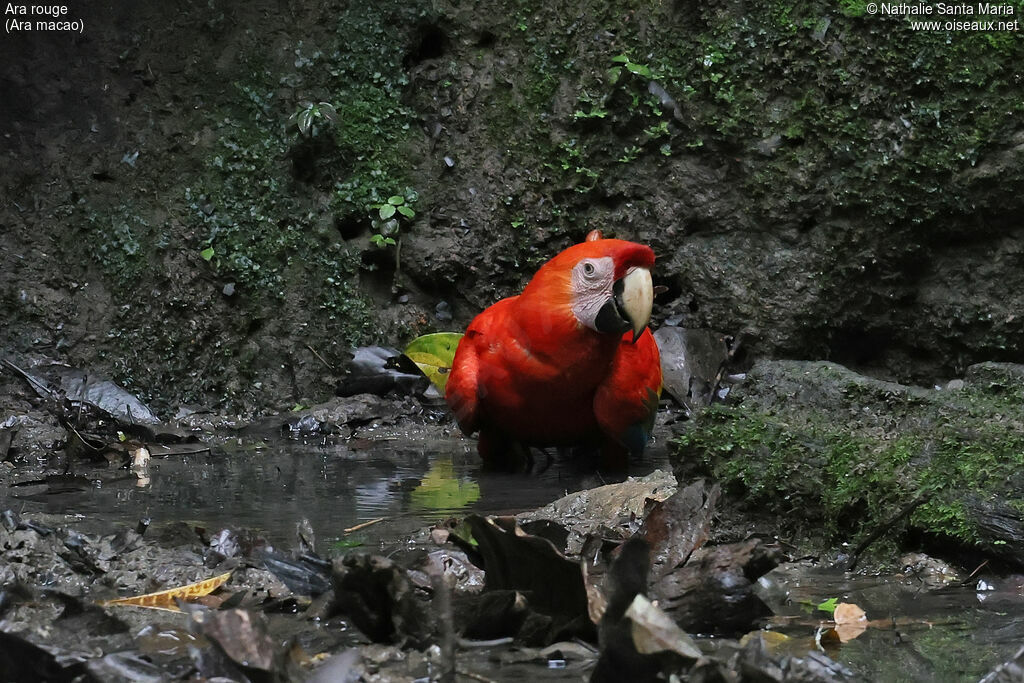 Scarlet Macaw