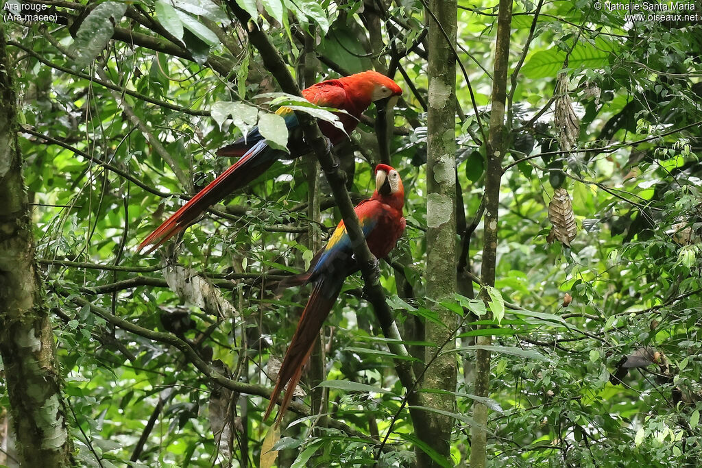 Scarlet Macaw