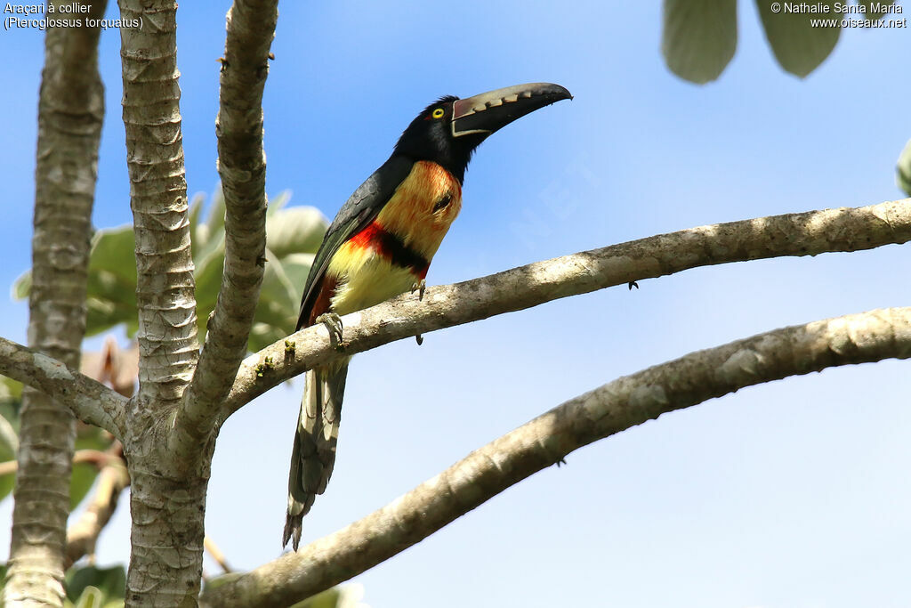 Collared Aracariadult, identification