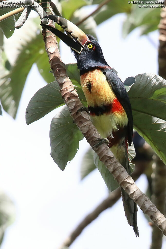 Collared Aracariadult, identification, feeding habits, eats