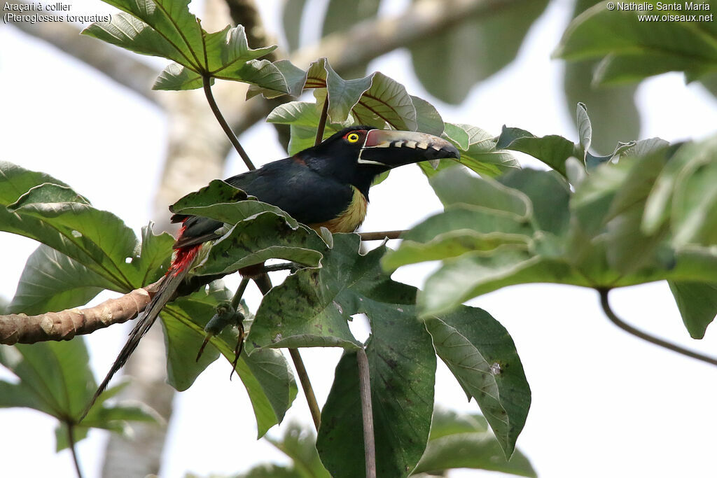Collared Aracariadult, habitat