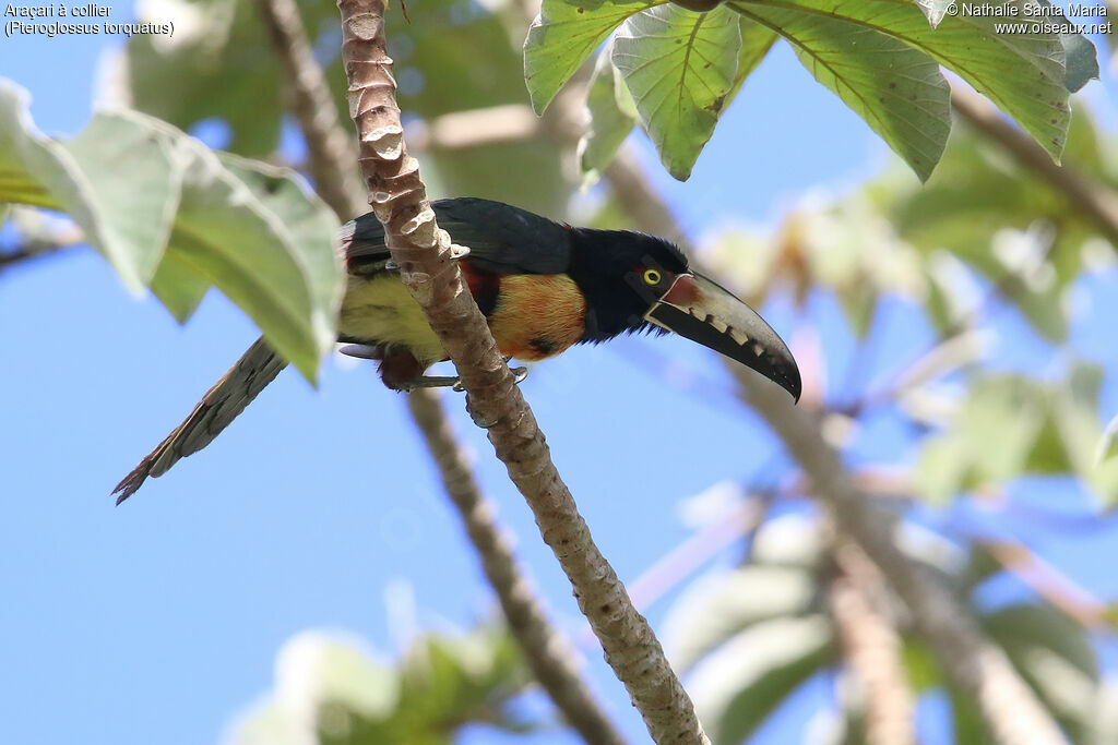 Collared Aracariadult, habitat