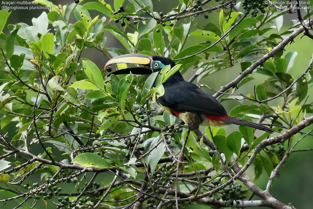 Araçari multibandeadulte, identification, régime, mange