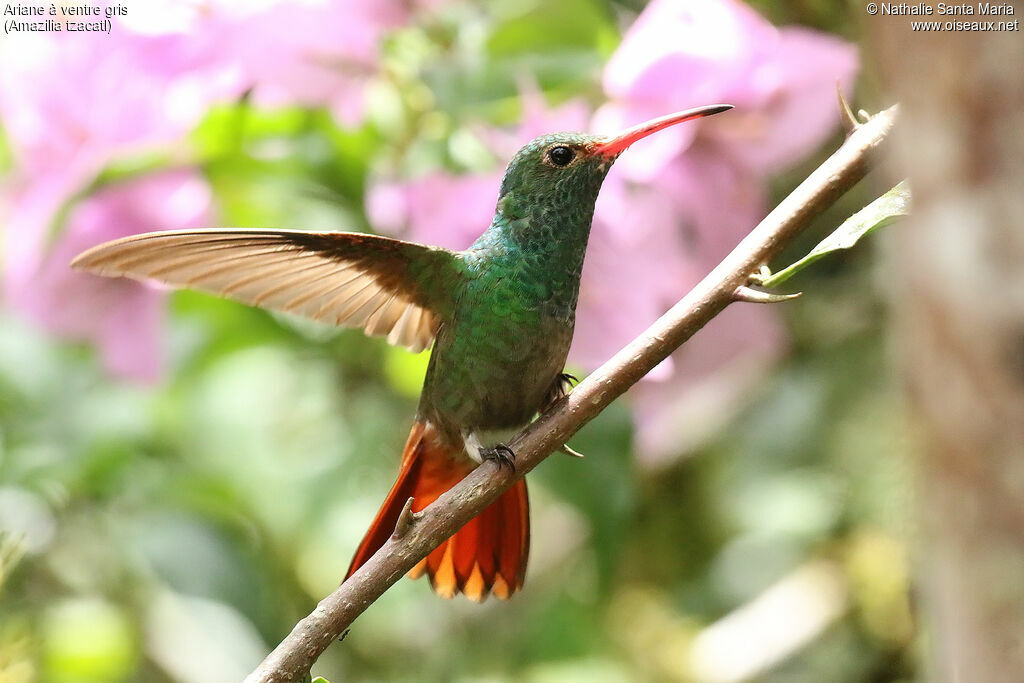 Rufous-tailed Hummingbird male adult, identification, pigmentation