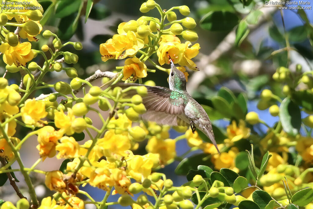 White-bellied Emeraldadult, identification, Flight, feeding habits, eats