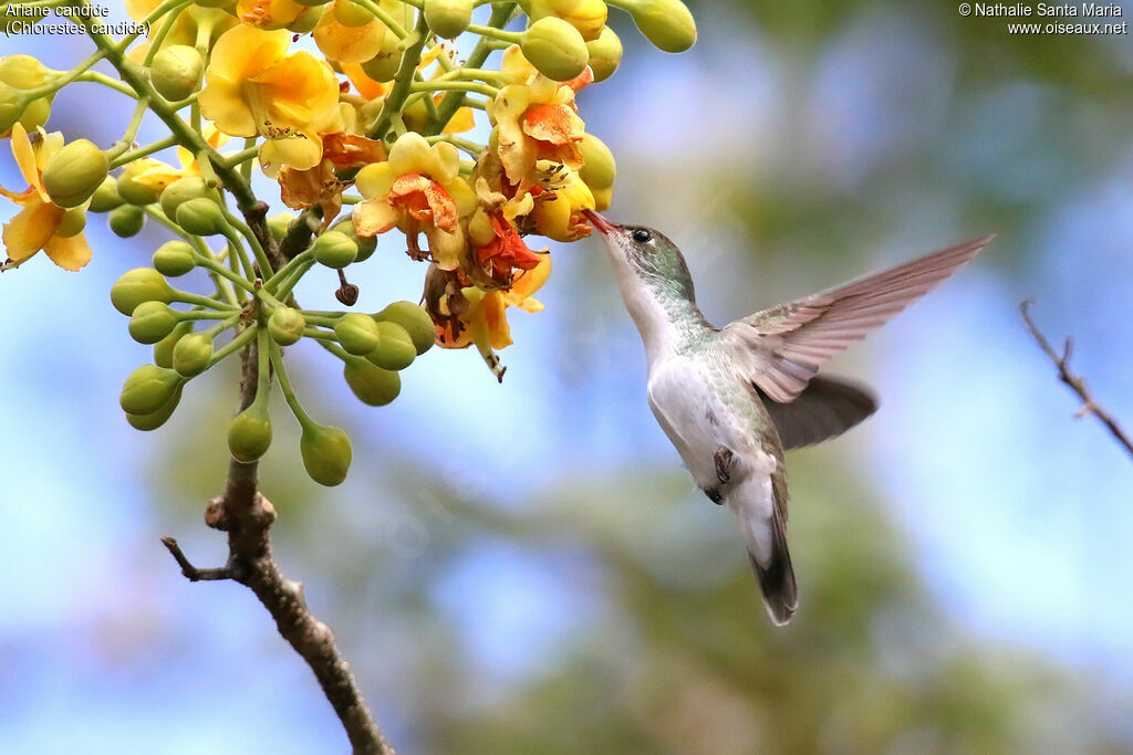 White-bellied Emeraldadult, identification, Flight, feeding habits, eats