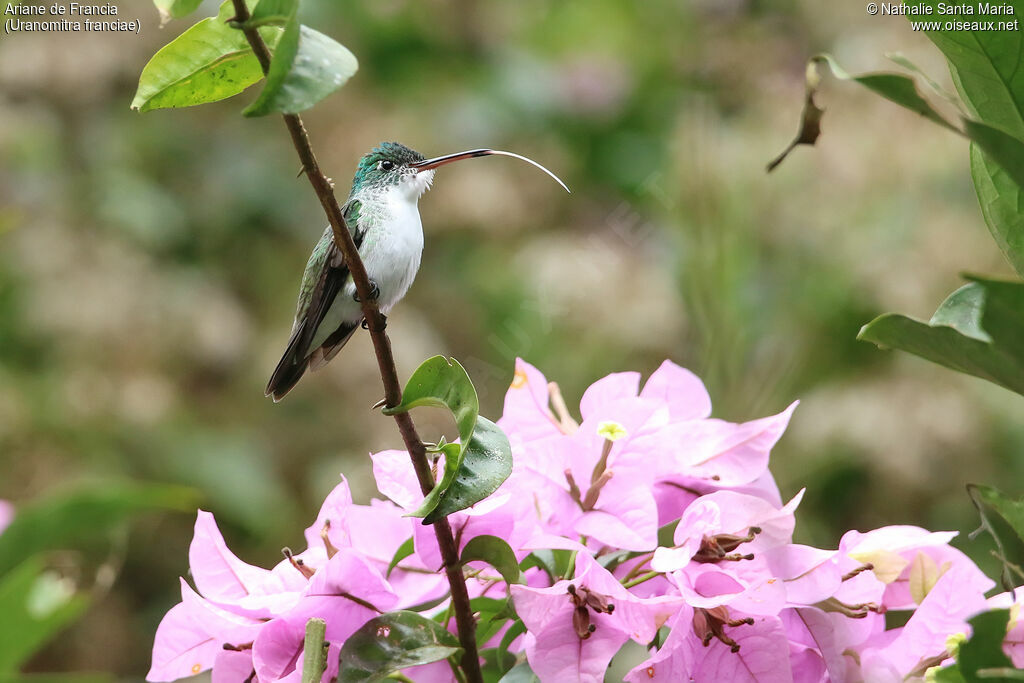 Andean Emeraldadult, habitat, clues